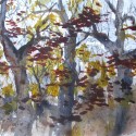 Sketch of Some Trees, View from my Window, #1281 Willard Art