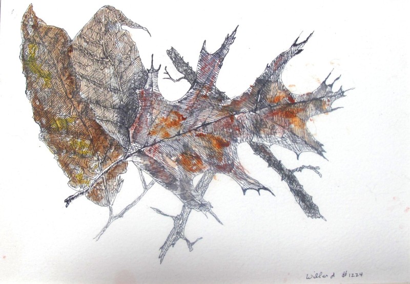 Autumn leaves, Pen and Ink, #1224, Willard Art