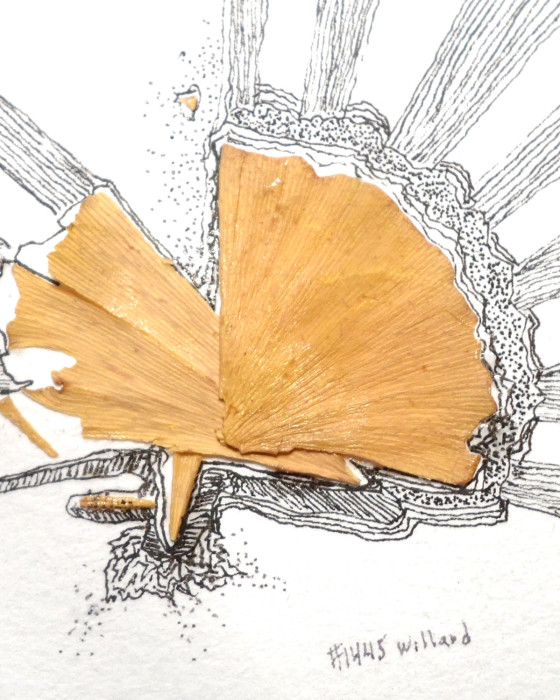 Ginko leaf, Willard Art